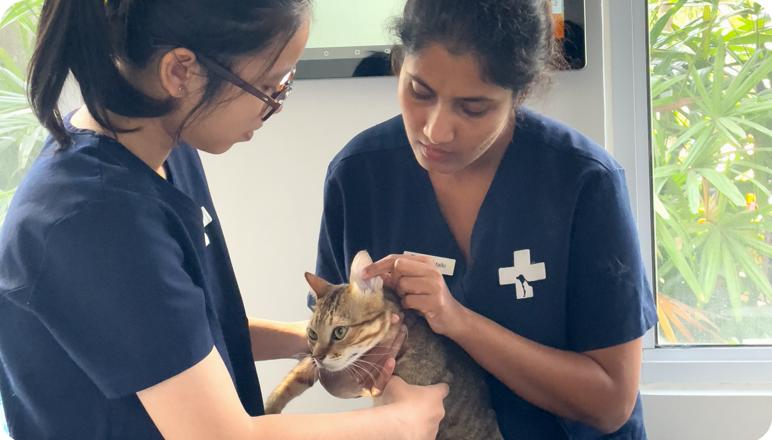 What Is a Pet Health Check?