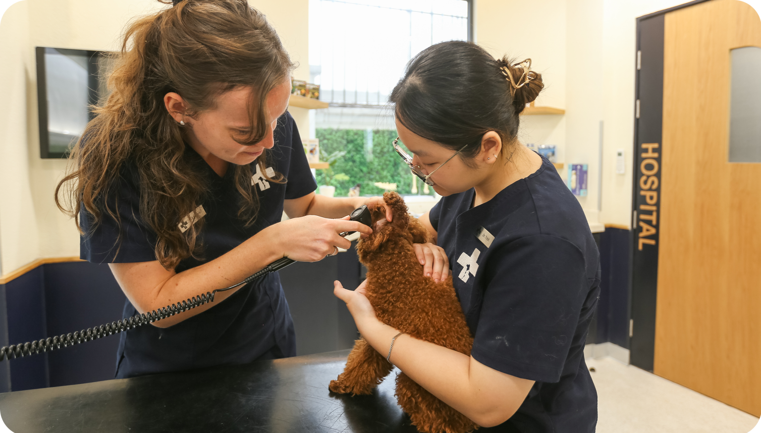 Why Are Regular Pet Health Checks Important?