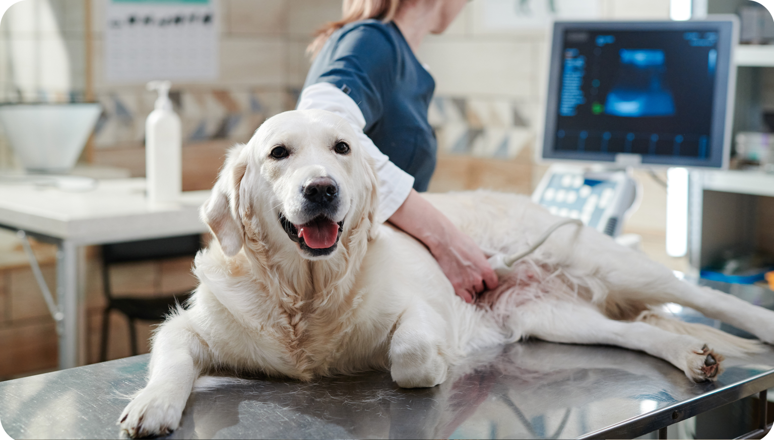 Comprehensive Pet Health Check Services at ADI