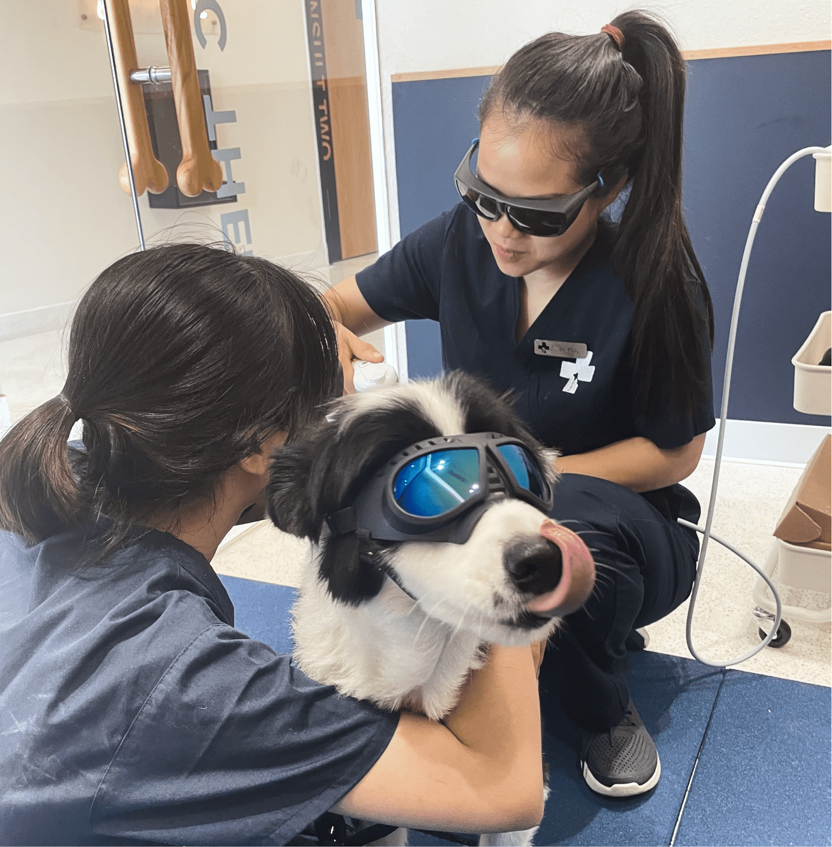 Dog Surgery Vietnam