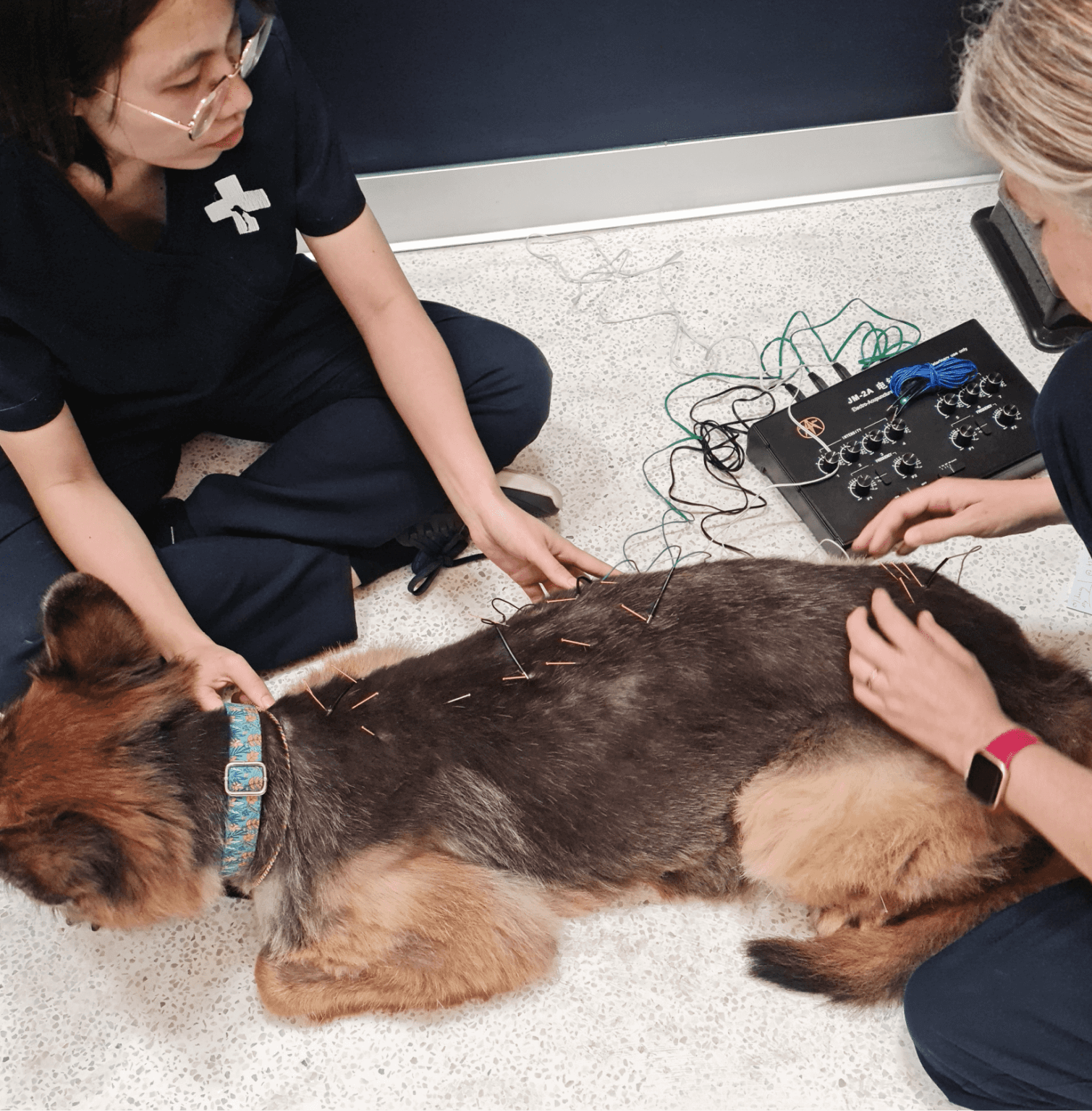 Dog Surgery Vietnam