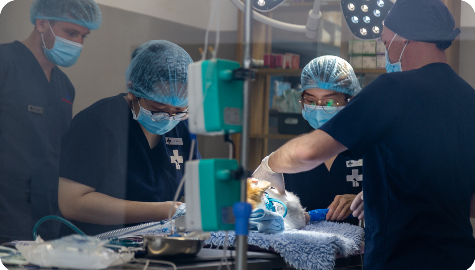 Dog Surgery Vietnam 