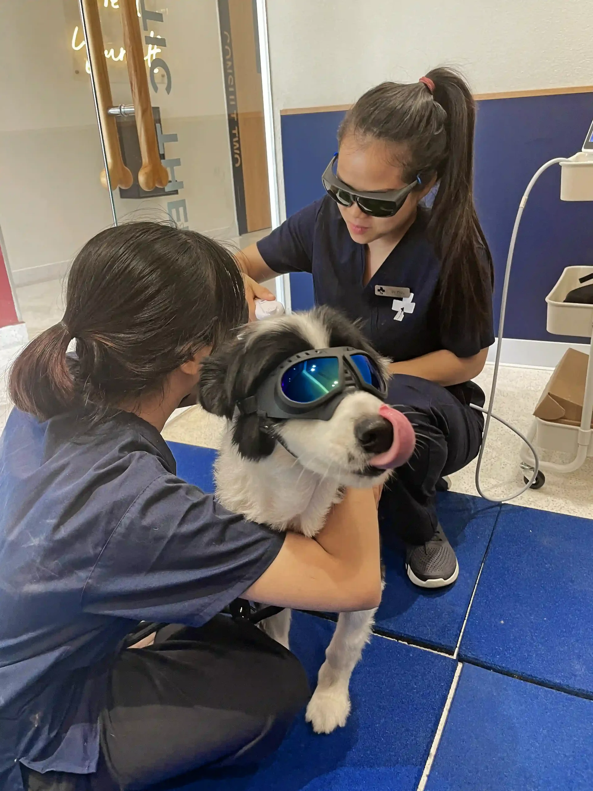 pet check up