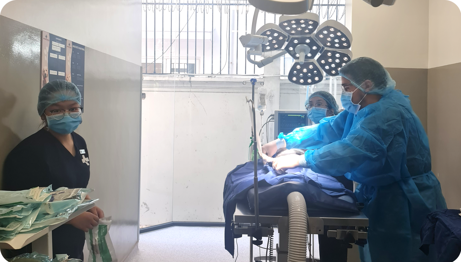 Pet vaccination services