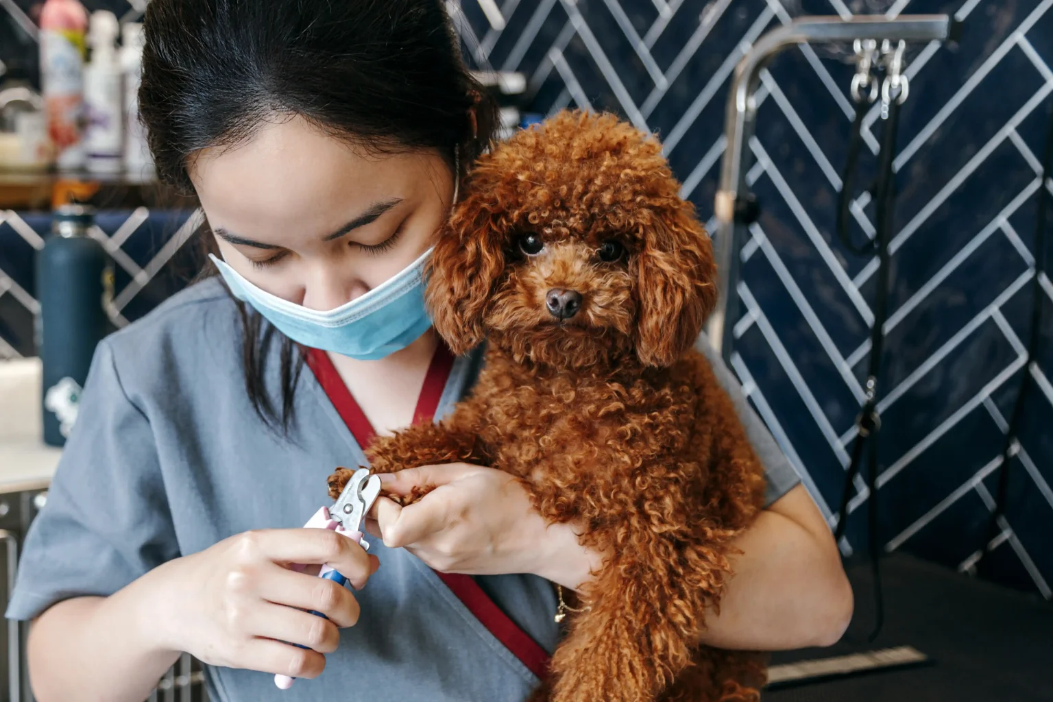 Pet vaccination services