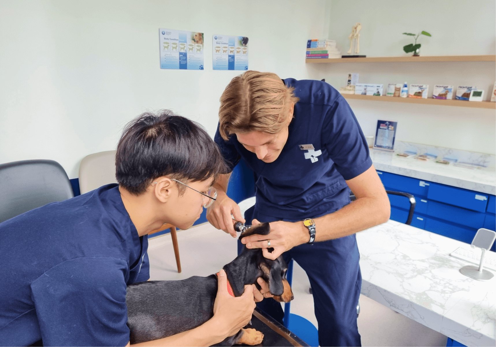 regular pet health examination