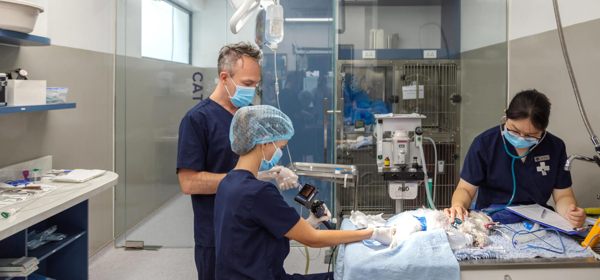 dog surgery Vietnam