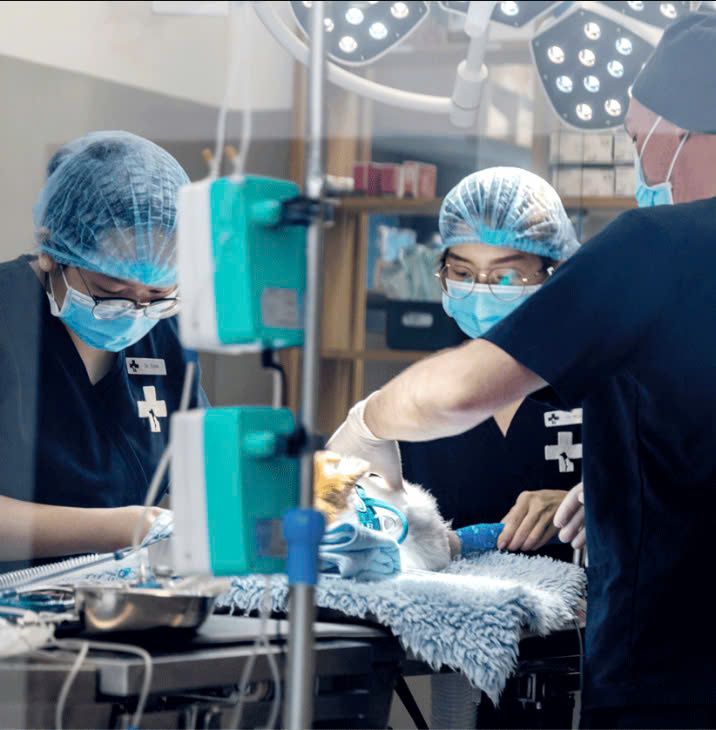 dog surgery Vietnam