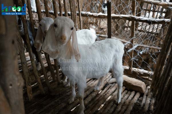 đùi dê tươi