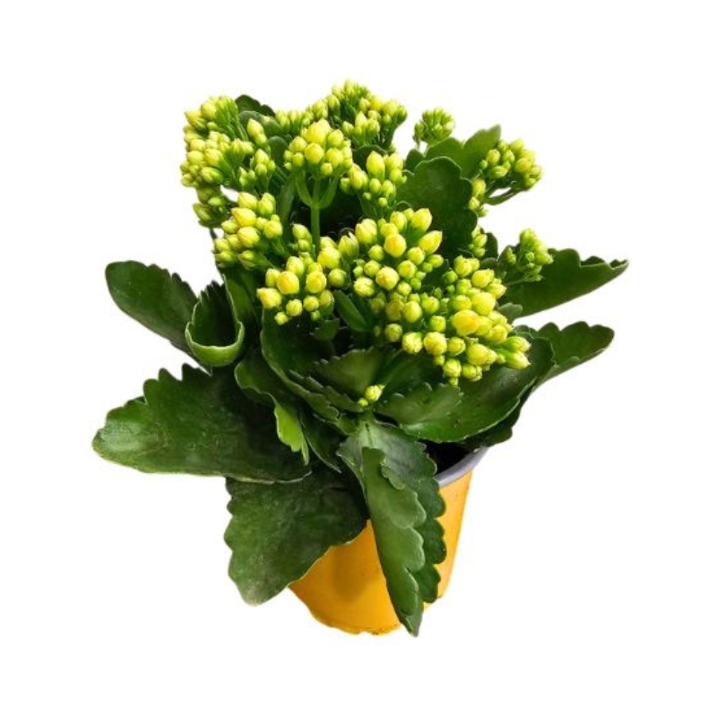 Shop hoa tươi quận 7
